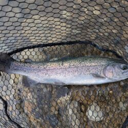 激濁りの中トラウト狙い